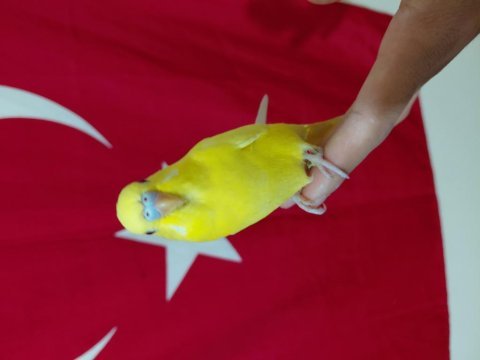 Ele alıştırmalık yavru muhabbet kuşu