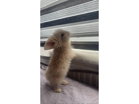 Evcil hollanda lop tavşanı