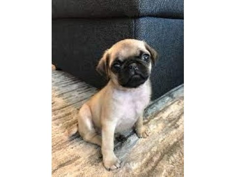 A kalite pug mops yavrular