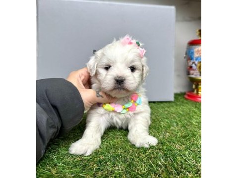 Maltese terrier yavrularımız dişi ve erkek
