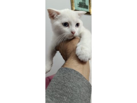 Mavi gözlü fındık kedimiz