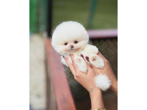 Teddy bear pomeranian boo