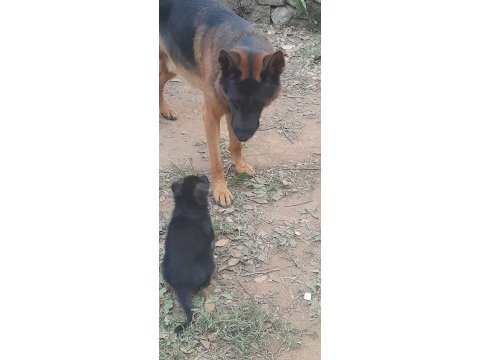 Alman çoban köpeği yavruları