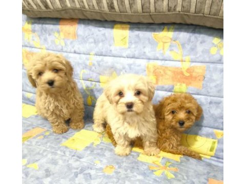 Maltipoo yavrular