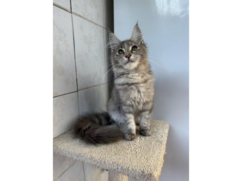 Renk güzeli maine coon