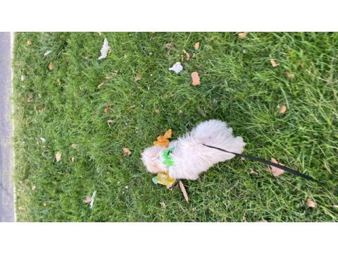 5 aylık dişi maltipoo