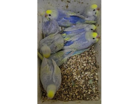 Ele alıştırmalık konuşturmalık rainbow muhabbet kuşlar
