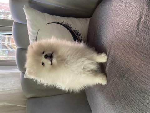 3.5 aylık dişi pomeranian yavrumuz