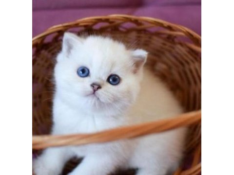 British shorthair erkek kedimiz