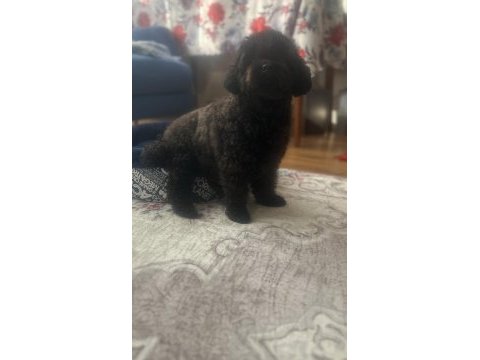 2.5 yaşında dişi poodle