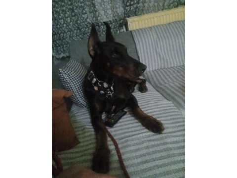 1 buçuk yaşında dişi doberman şecereli