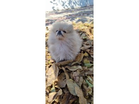3 aylık teacup pomeranian yavru