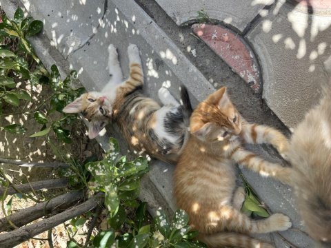 2 aylık yavru tekir kediler