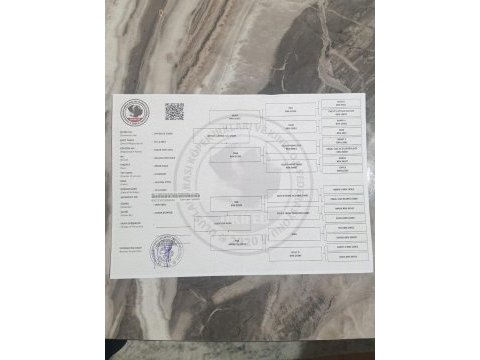 8 aylık dişi 4 aylık erkek belçika kurdu