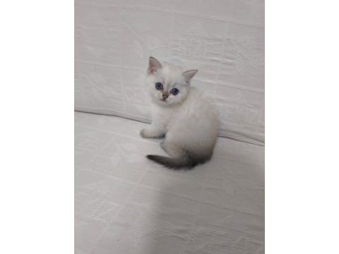 2.5 aylık dişi british shorthair