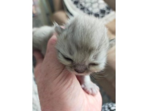 Safkan chinchilla yavrularımız sahiplendirilecektir