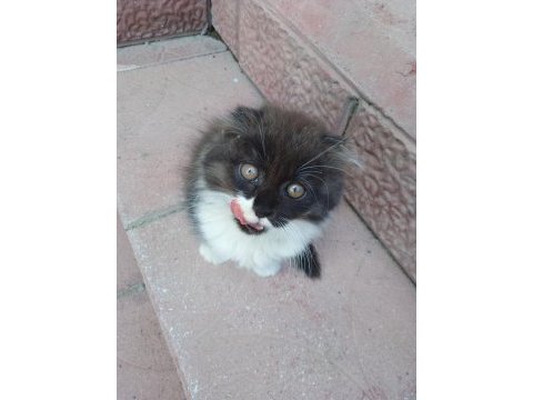 Yavru scottish fold kedisi