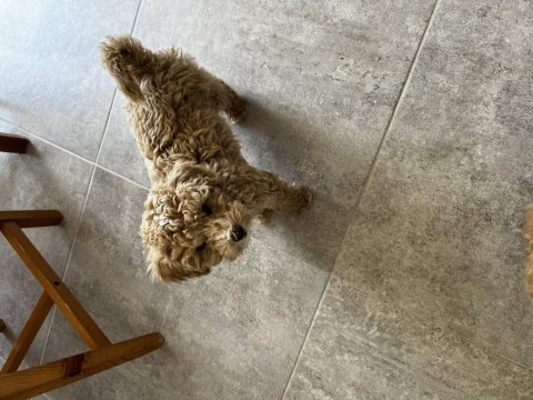 Toy poodle köpeğimiz eskişehir
