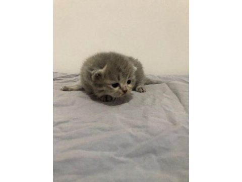 Yeni minik yavrularım british shorthair