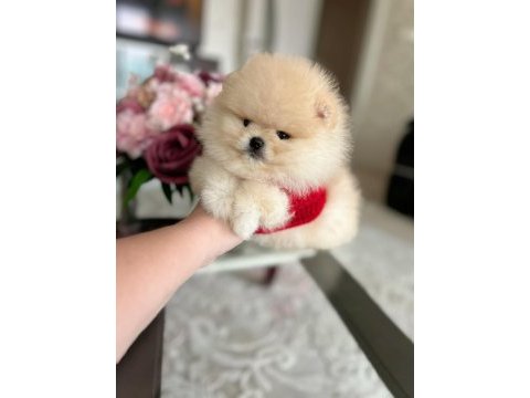 En üst kalite, a klass, ayı surat pomeranian