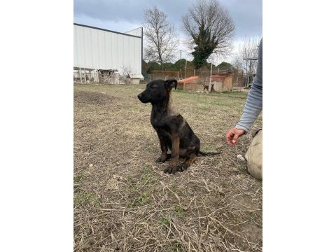 Malinois enerji ve heyecan belçika kurdu