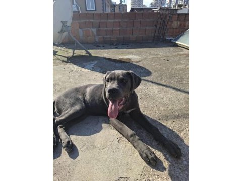 Cane corso blue 4.5 aylık renkli göz erkek