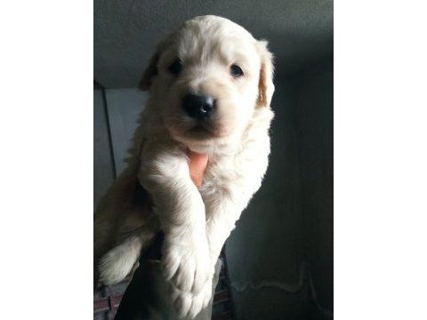 30 günlük orjinal baby face golden retriever yavrumuz