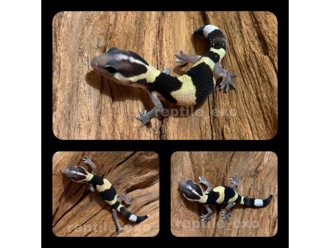 Leopar ve afrikan fat tailed gecko