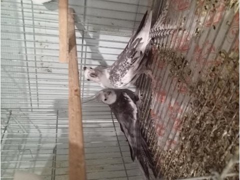 Wf sultan papağanı takım daha önce yavru alınmış