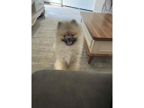Dişi erkek pomeranian