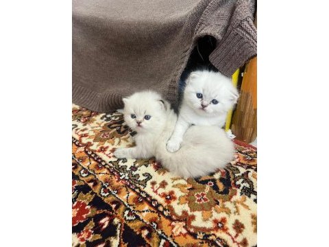 Pofuduk dişi ve erkek mavi gözlü bebek kediler