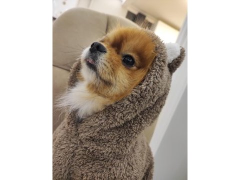 Çiftleşmeye uygun dişi pomeranian aranıyor