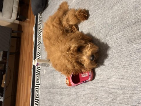 Maltipoo 6 aylık