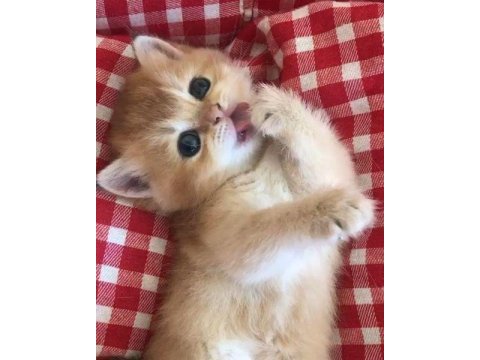 Muhteşem güzellikte golden shorthair yavrular