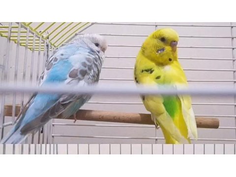 Hazır çift muhabbet kuşu yavru verdiler