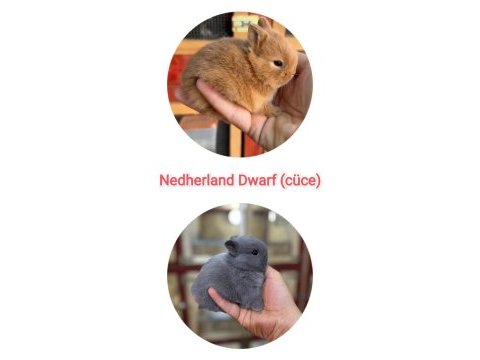Cüce tavşan (nedherland dwarf)