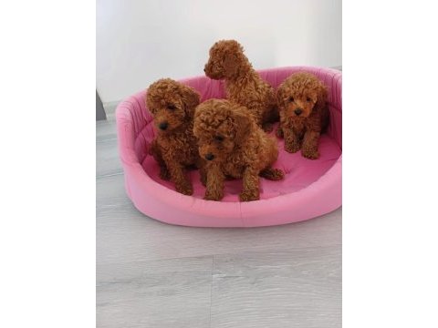 Petmode köpek çiftliğinde ziyarete açık pomeranian