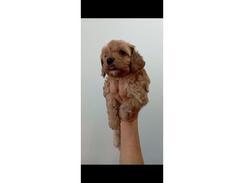 Maltipoo red yavrular