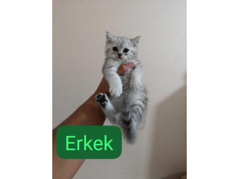 Silver gen yavru kedimiz