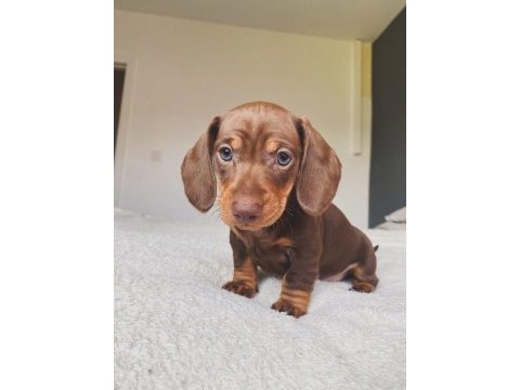 Çikolata ve merle dachshund yavrular yeni yuvalarına hazır