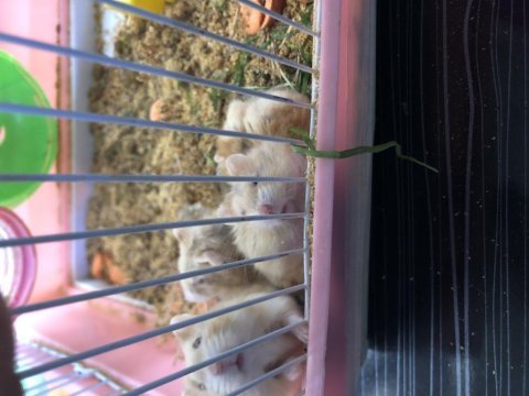 4 adet hamster genç ler kafesiyle beraber verilecektir