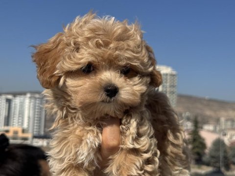 Ankarada ziyarete açık tea cup kore maltipoo