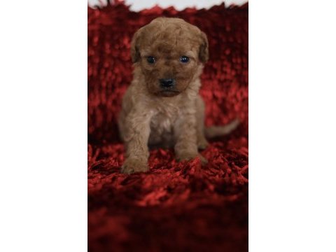 Red toy poodle