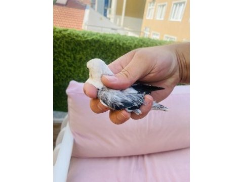 Cennet papağanı yavruları (üst mutasyon)