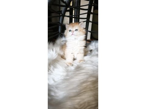 Show kalite dişi british longhair