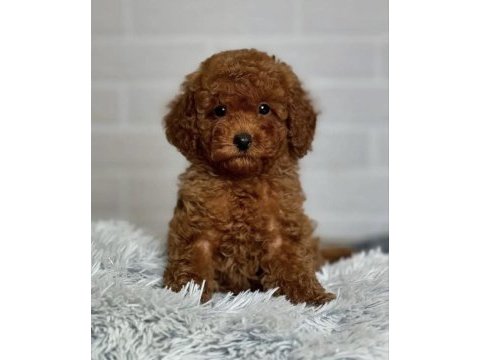 Toy poodle yavrusu
