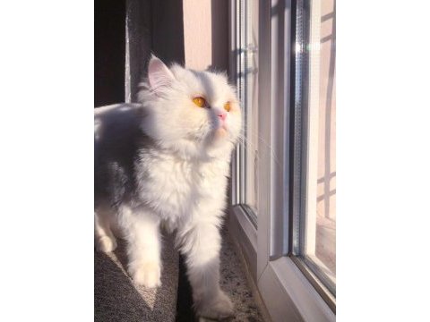 Doll face iran kedimiz