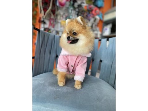 Show kalite pomeranian boo