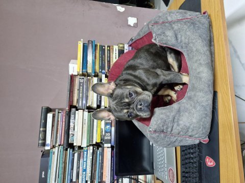 French bulldog izmir karşıyaka dişi