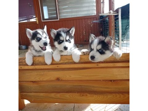 Son 1 erkek 2 disi ömür boyu ırk garantili husky